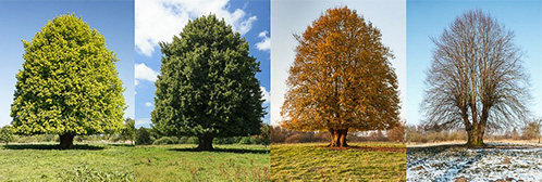 De vier seizoenen weergegeven door de natuur